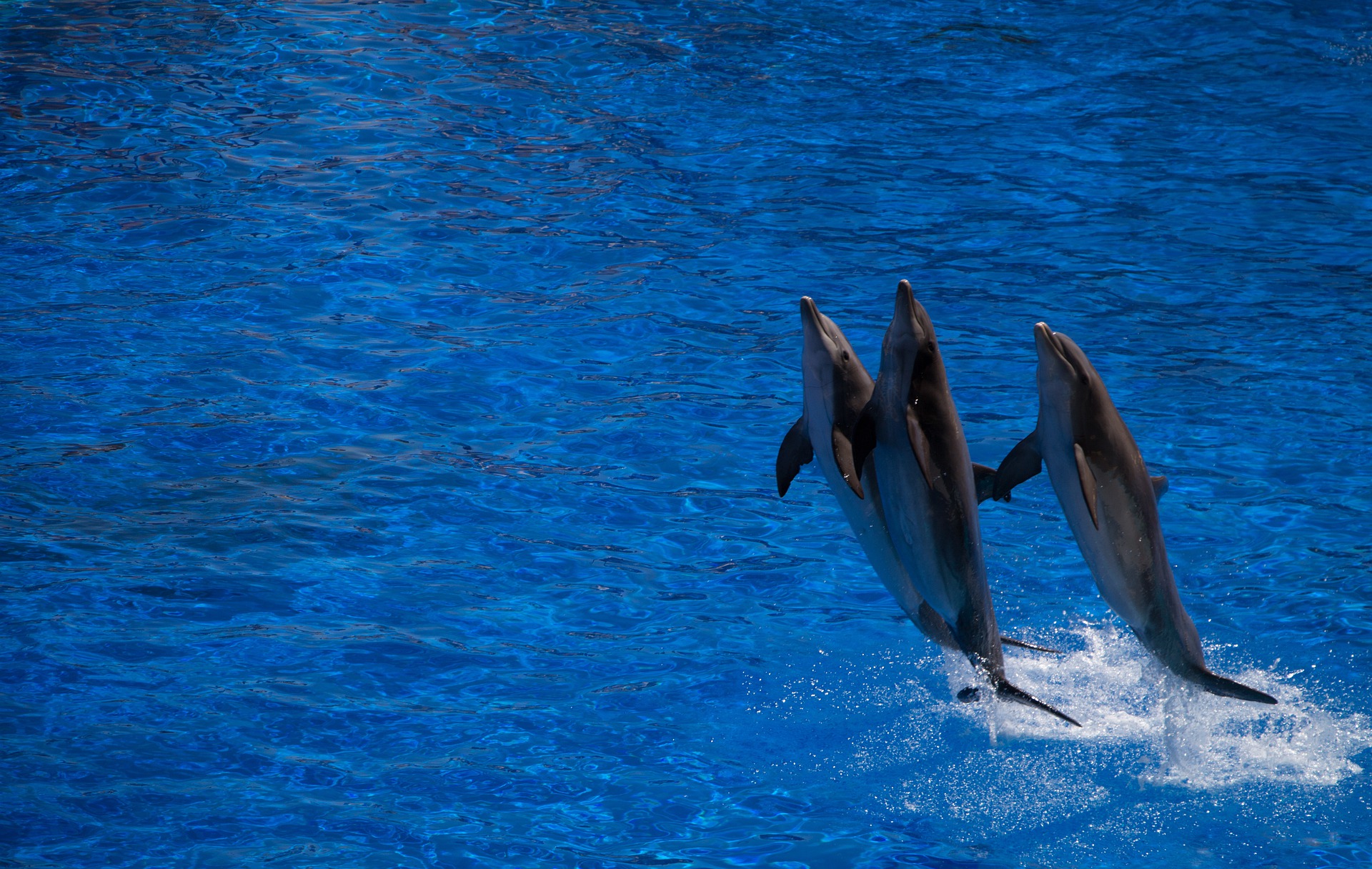 Dolphins